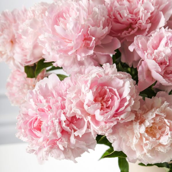 Peonia: la flor del mes de Marzo