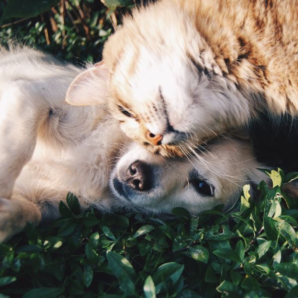 Plantas no tóxicas para perros y gatos