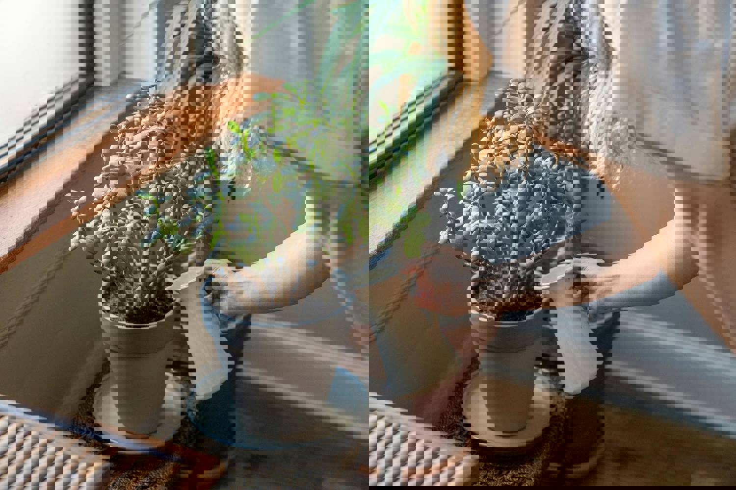 4 tips para cuidar tus plantas de interior durante el invierno