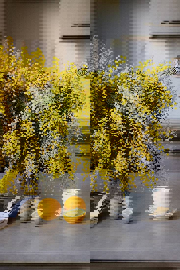 La flor que no llegó a tiempo: el adiós a la mimosa en el Día de la Mujer