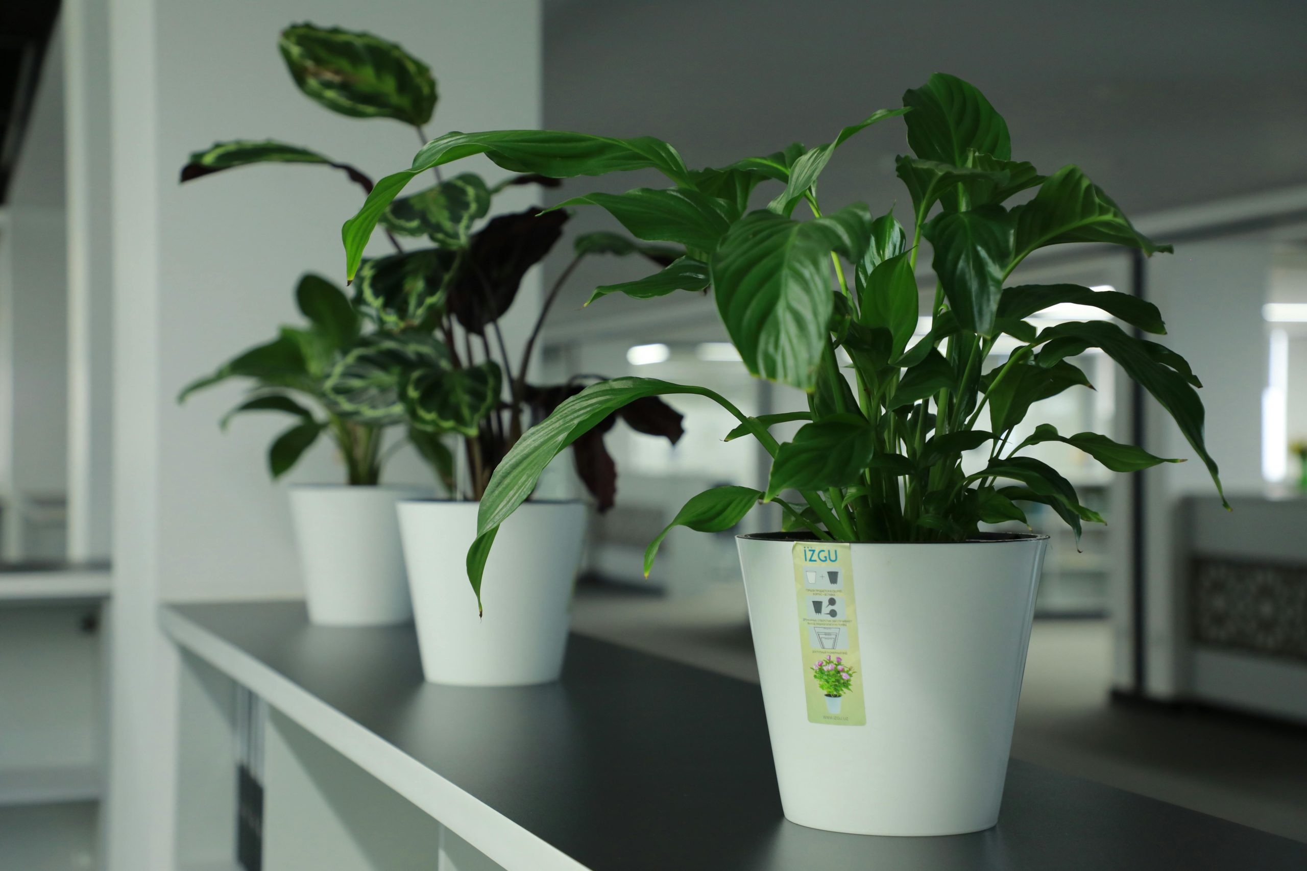 Beneficios de tener plantas en el interior de casa