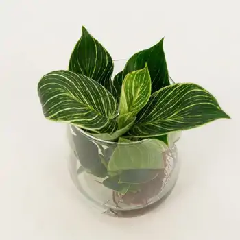 Cinco plantas fáciles de cuidar