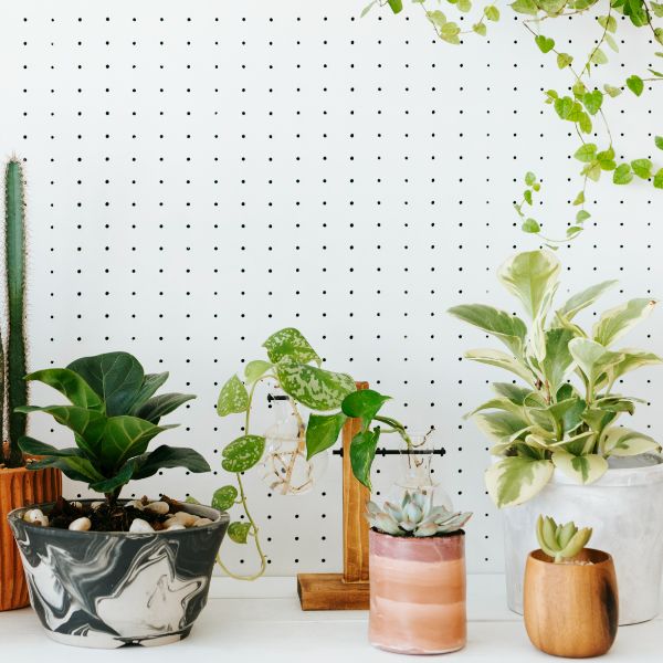 9 Plantes que absorbeixen la calor