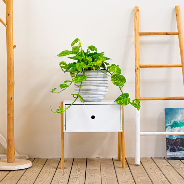 Las 10 Mejores Plantas de Interior fáciles de cuidar