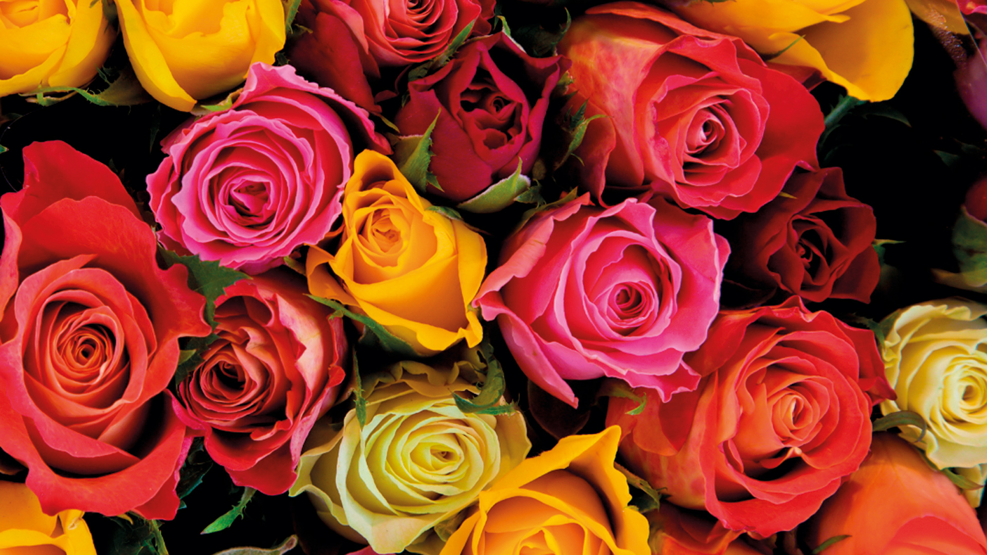 Quin Significat Tenen els Colors de les Roses