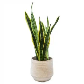 Plantas de interior que sobreviven al invierno (y alegran tus días)