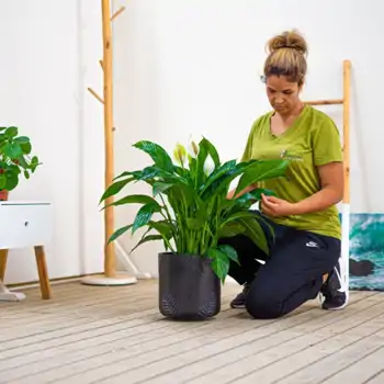 5 Plantas Purificadoras de Aire para Empezar Septiembre con Energía en Casa