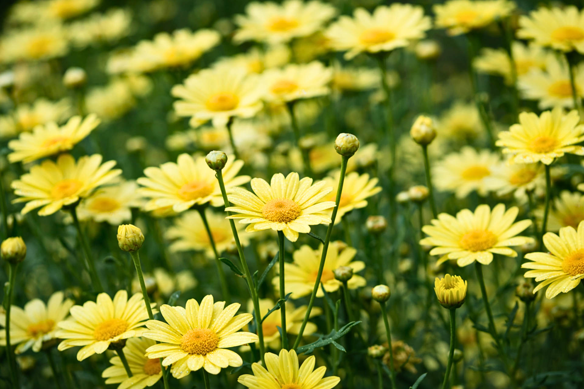 ¿Por qué se regalan flores amarillas el 21 de marzo?