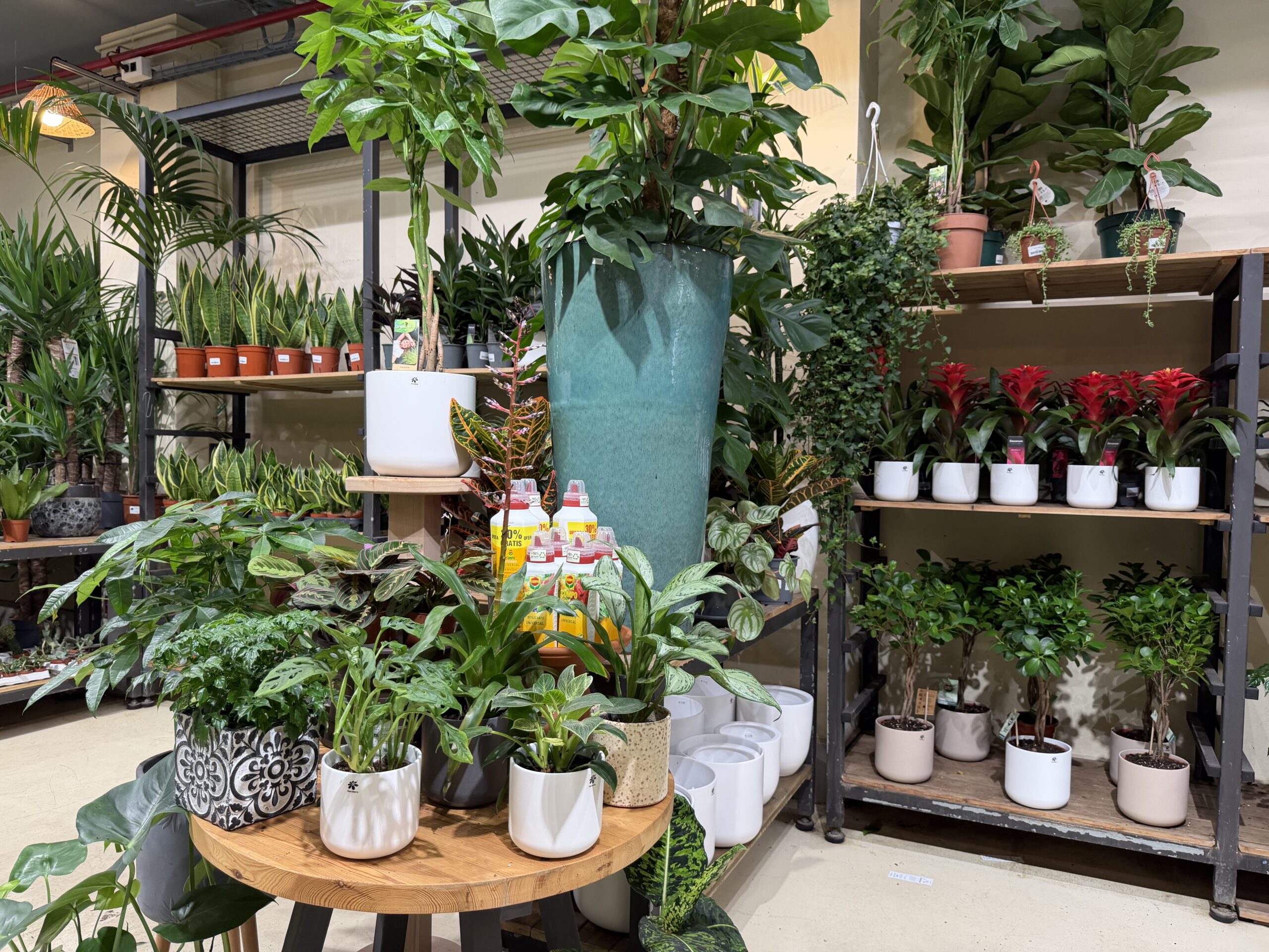 🪴 Guía de cuidados de las plantas de interior: riego, luz y consejos para mantenerlas sanas