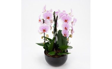 Col·lecció orquídees