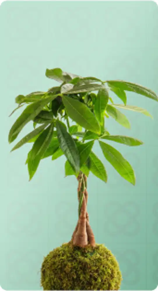 Kokedamas