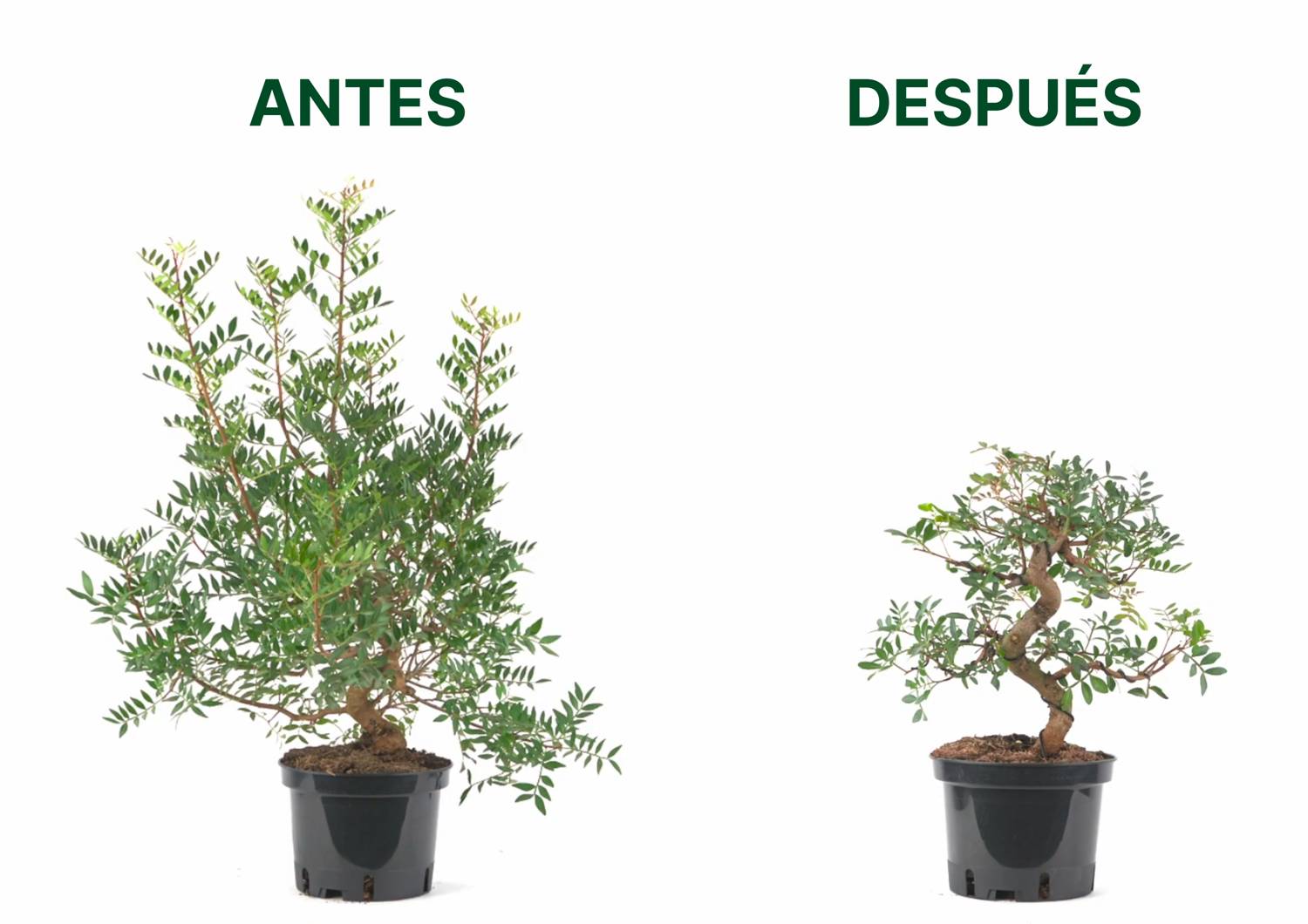 Taller bonsai barcelona antes despues