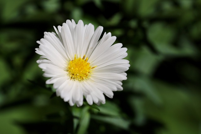 flor blanca aster