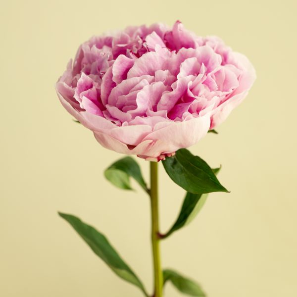 flor peonia rosa