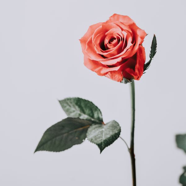 Rosa: la flor del mes de junio