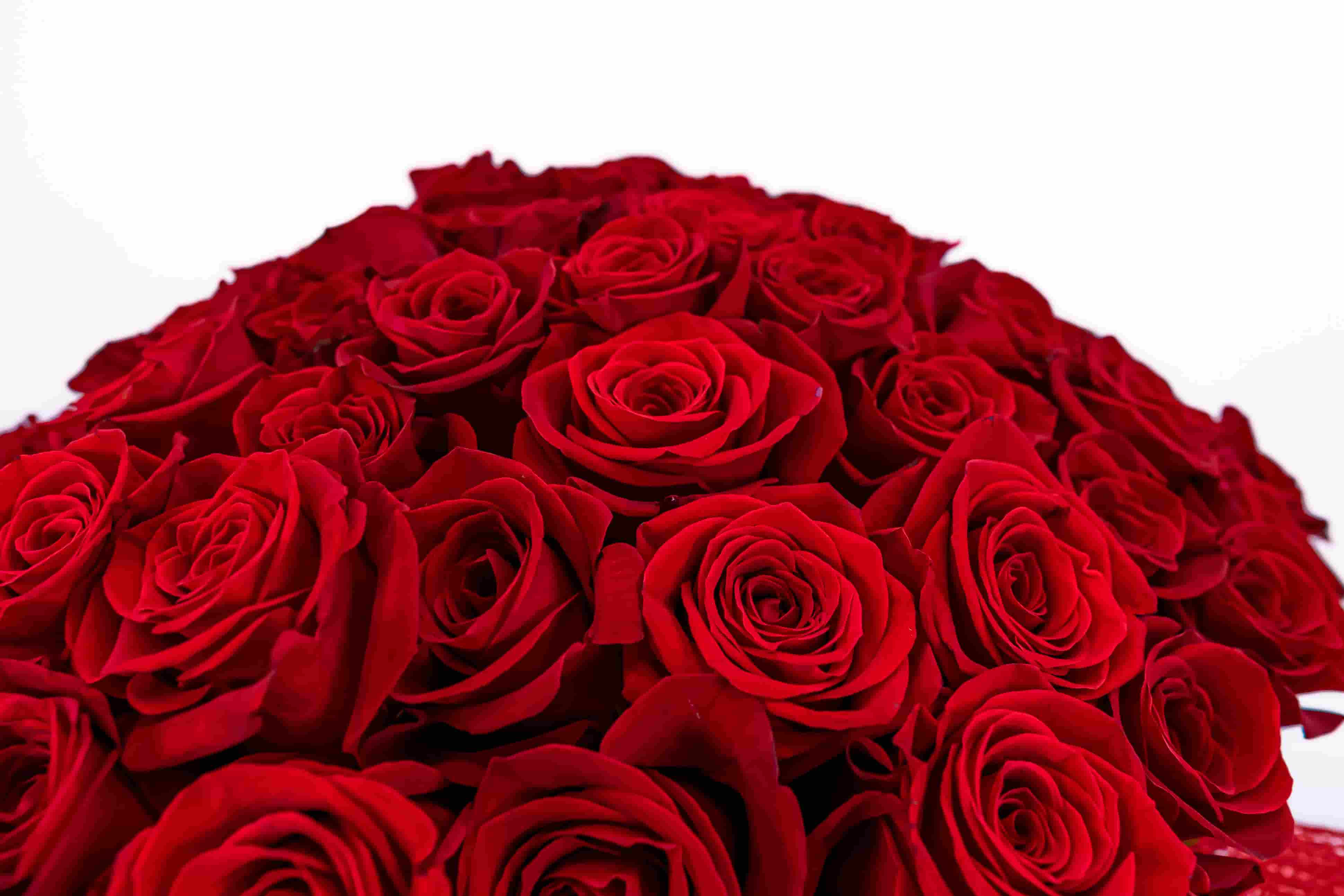 https://floresnavarro.com/img/cms/Flor%20del%20Mes%20Junio:%20Rosa/rosas-rojas.jpg