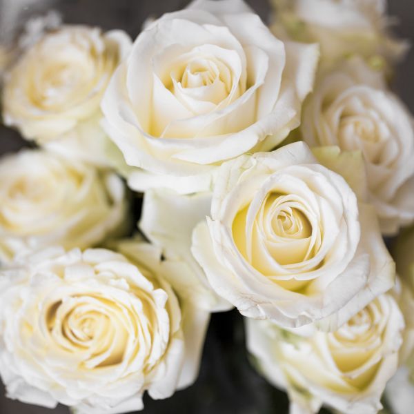 rams de rosas blanques
