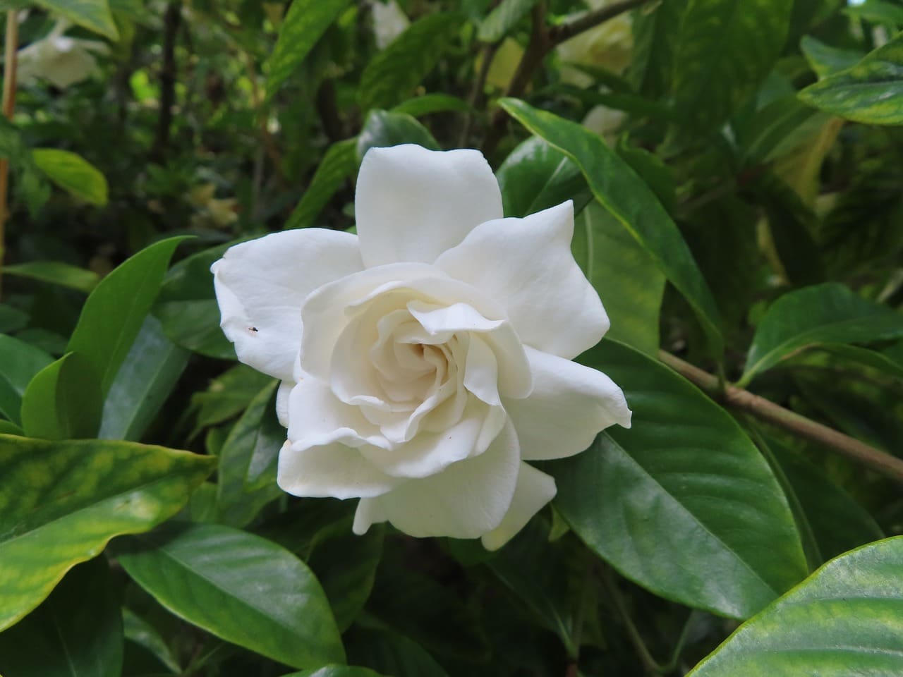 gardenia con aroma