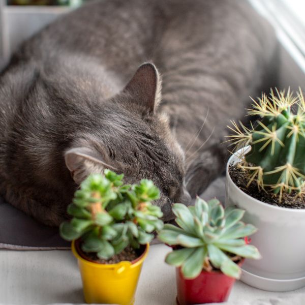 Gato con cactus no toxicos