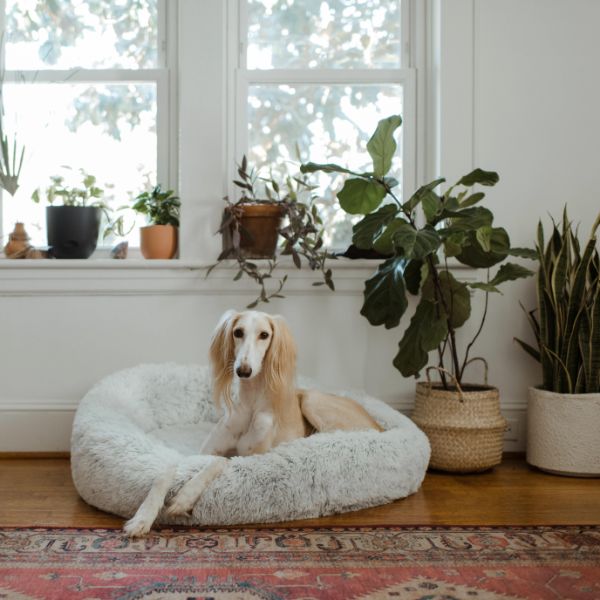 perro con plantas en living