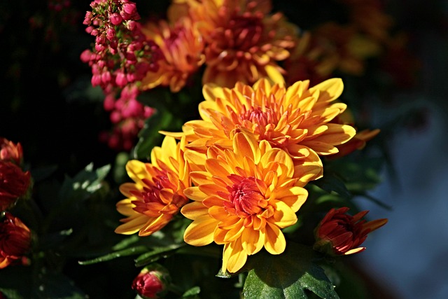 crisantemo de color amarillo
