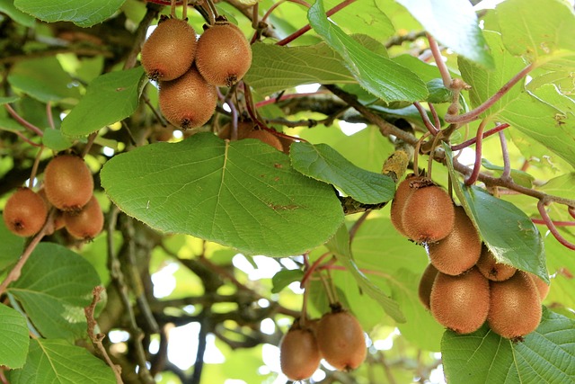 planta con fruta kiwi