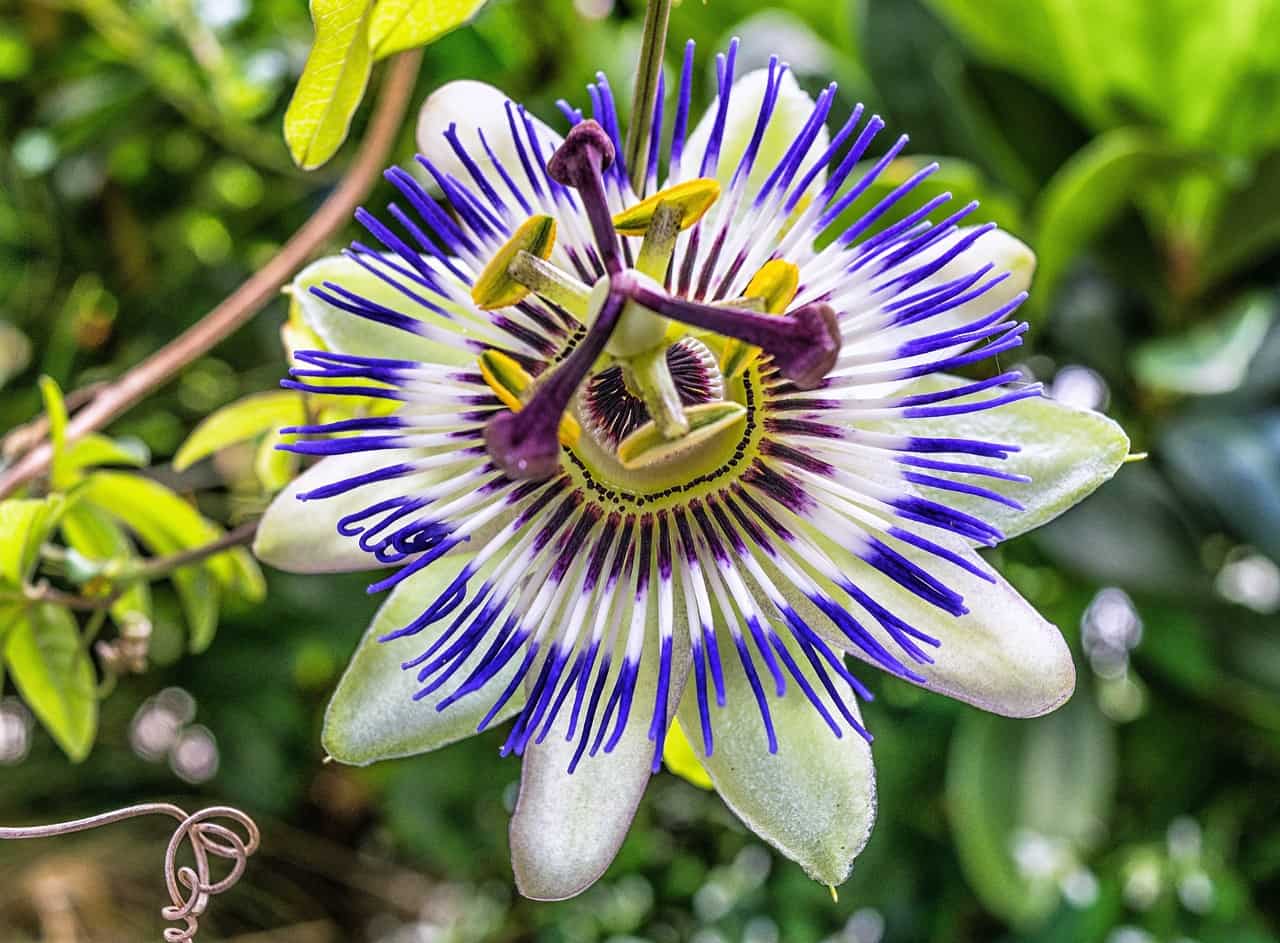 planta con flor rara passiflora