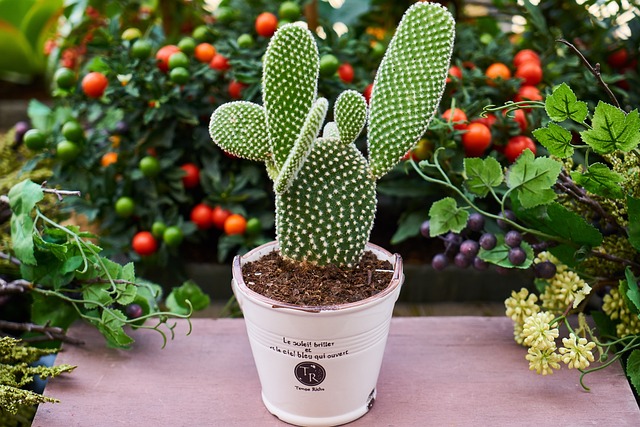 cactus resistente