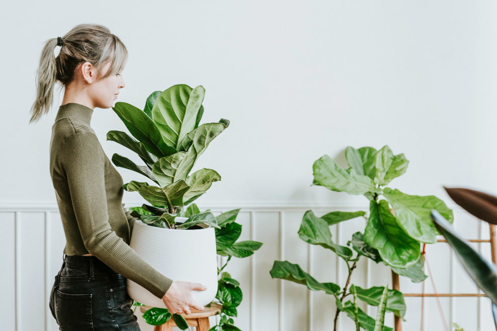 mujer sosteniendo planta ficus
