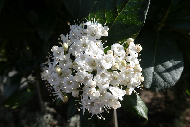 durillo flor blanca