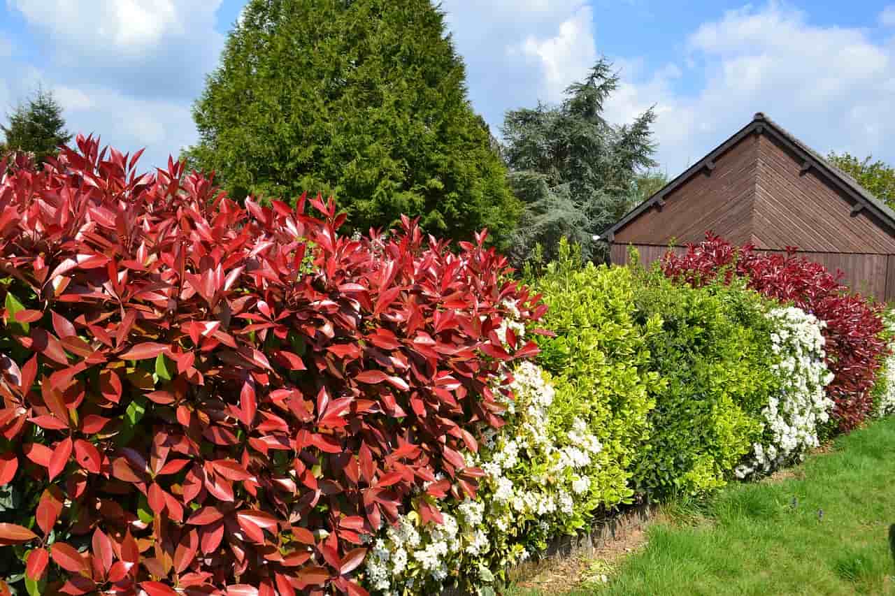 Las mejores 40 plantas de verano para tu jardín y terraza