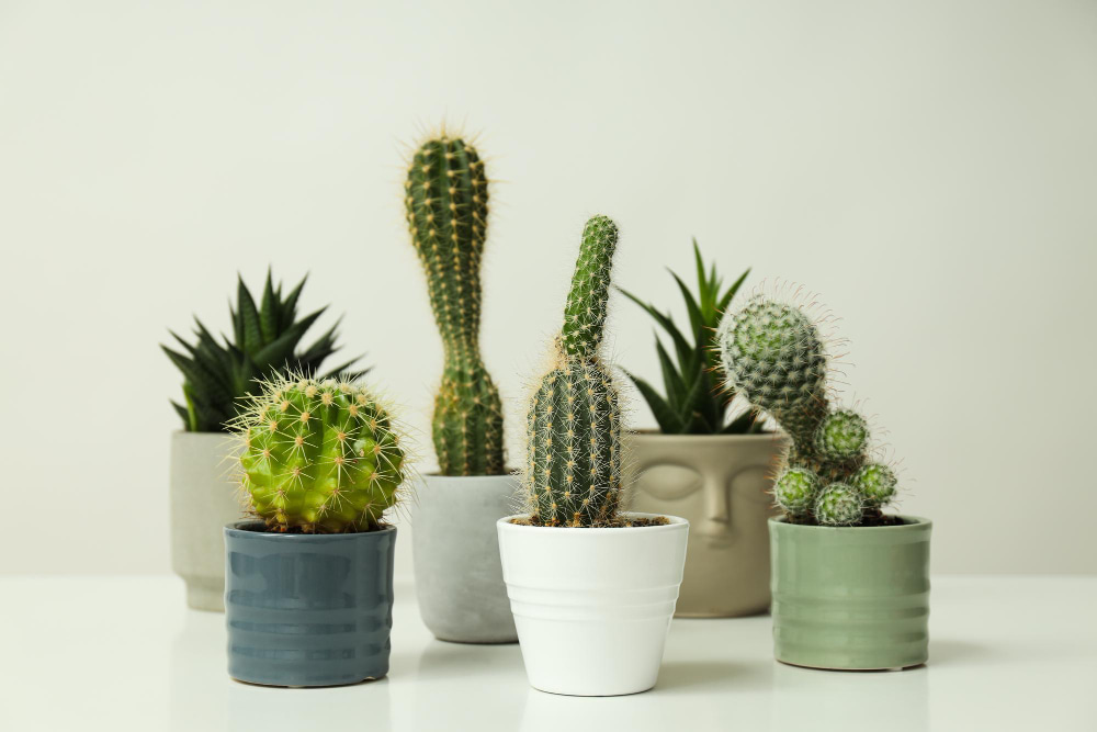 cactus para tu escritorio
