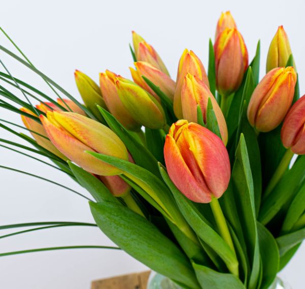 Tulipanes del amor
