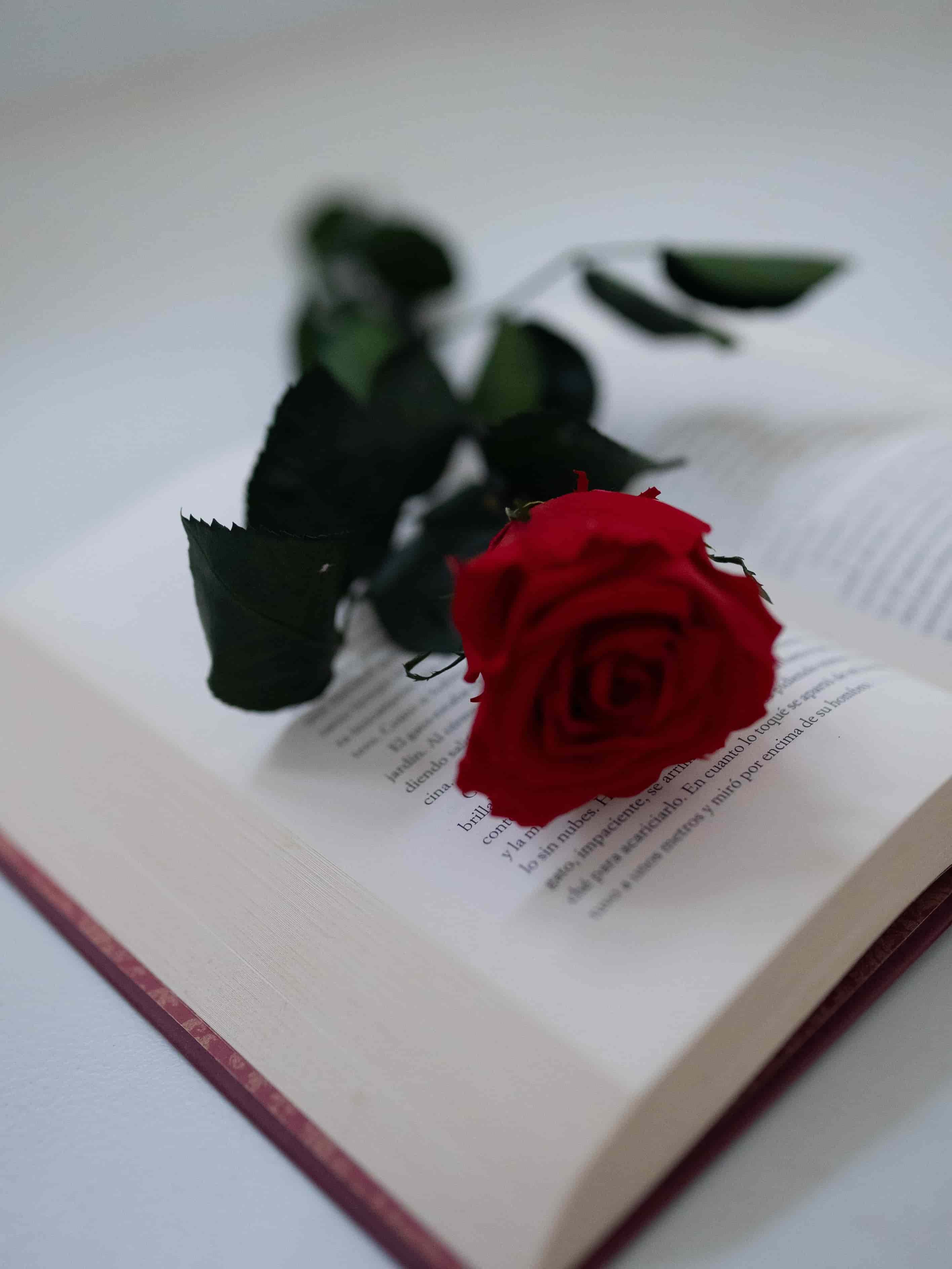 Rosa y libro Sant Jordi