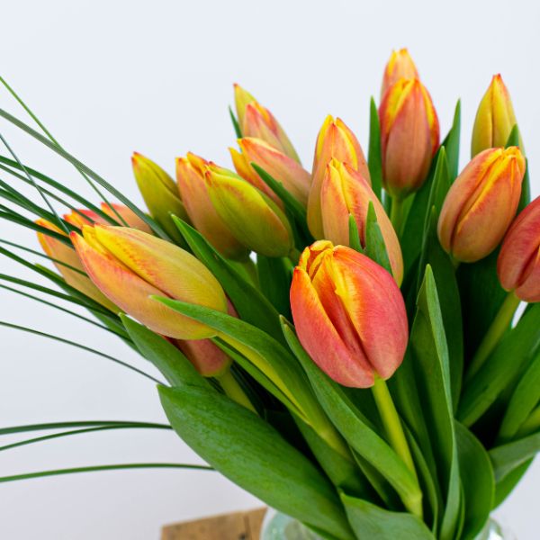 tulipanes flor del mes