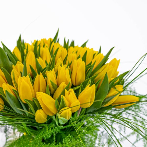 tulipan amarillo