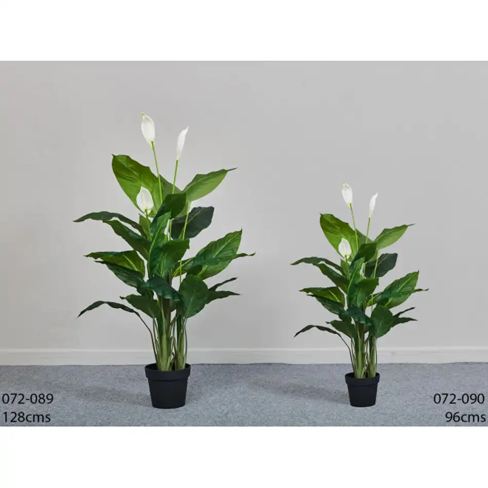 Spathiphyllum