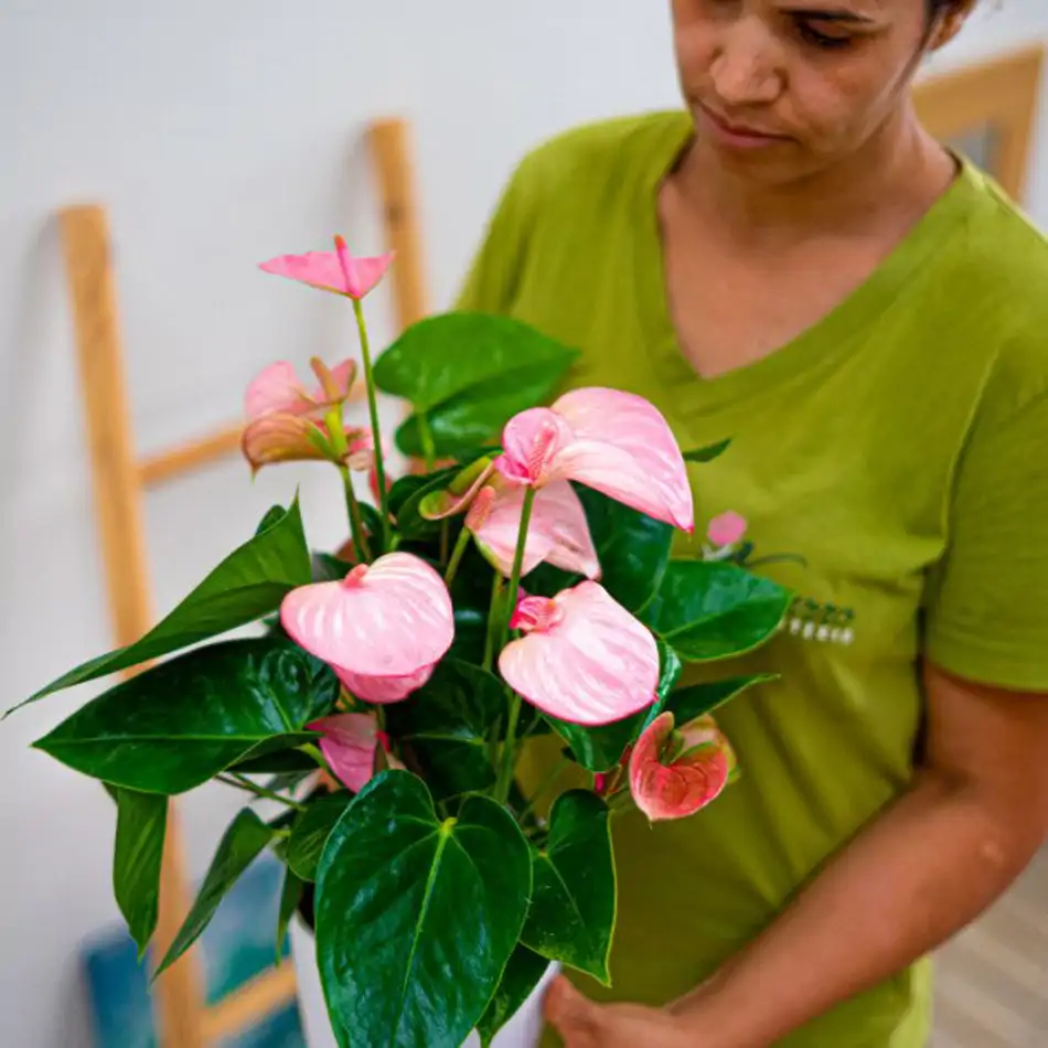 Anthurium