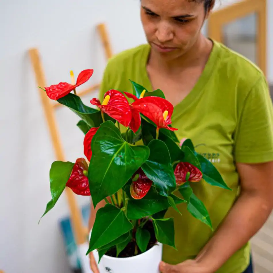 Anthurium