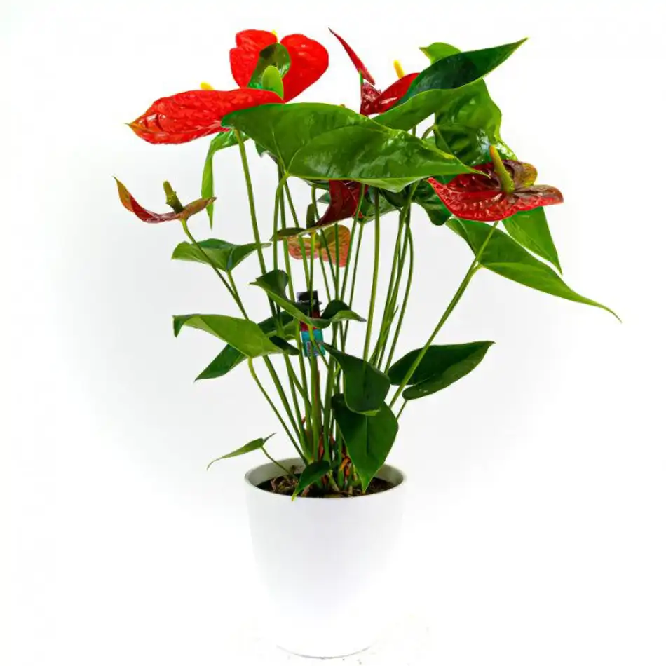 Anthurium