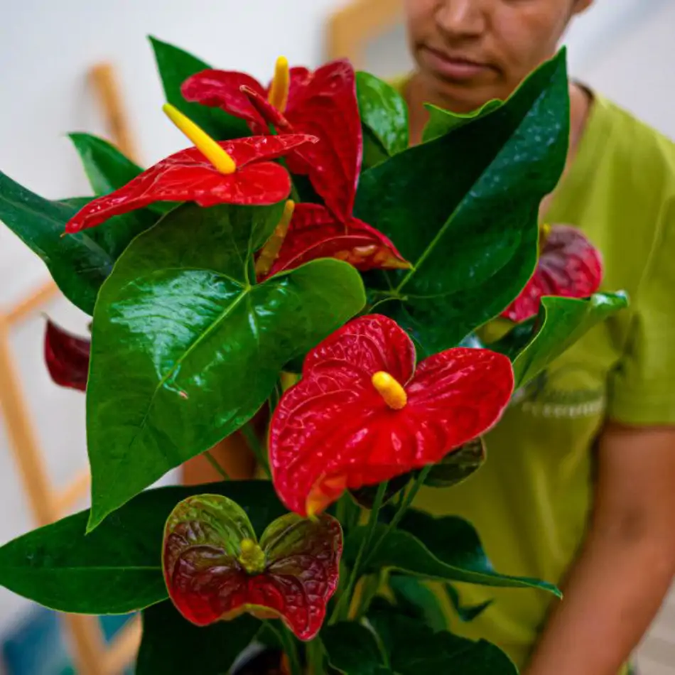 Anthurium