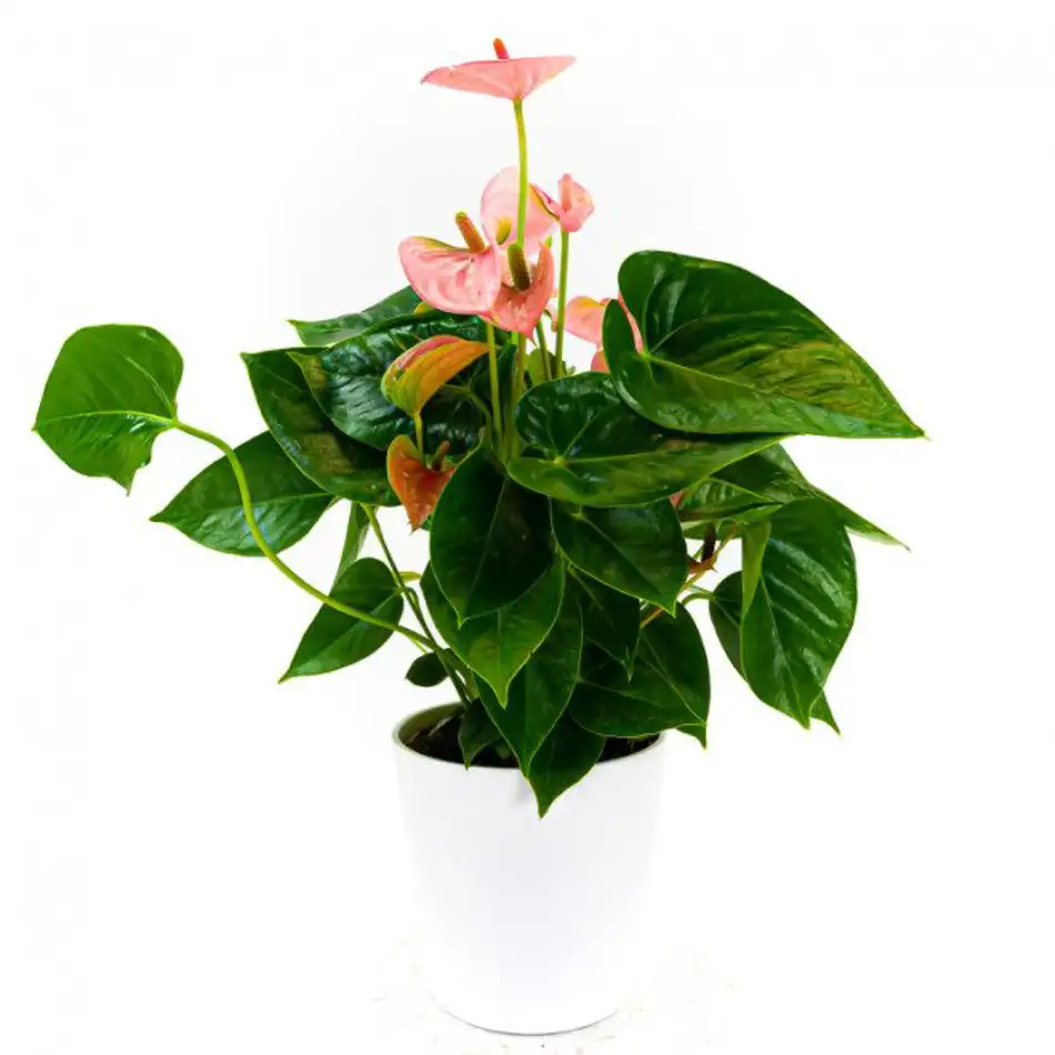 Anthurium