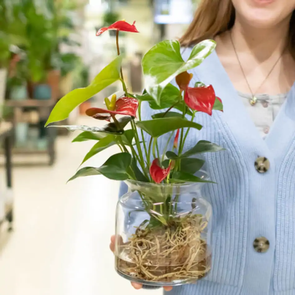 Anthurium acuático