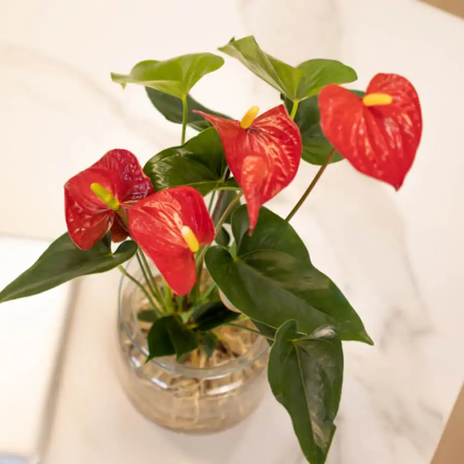 Anthurium acuático