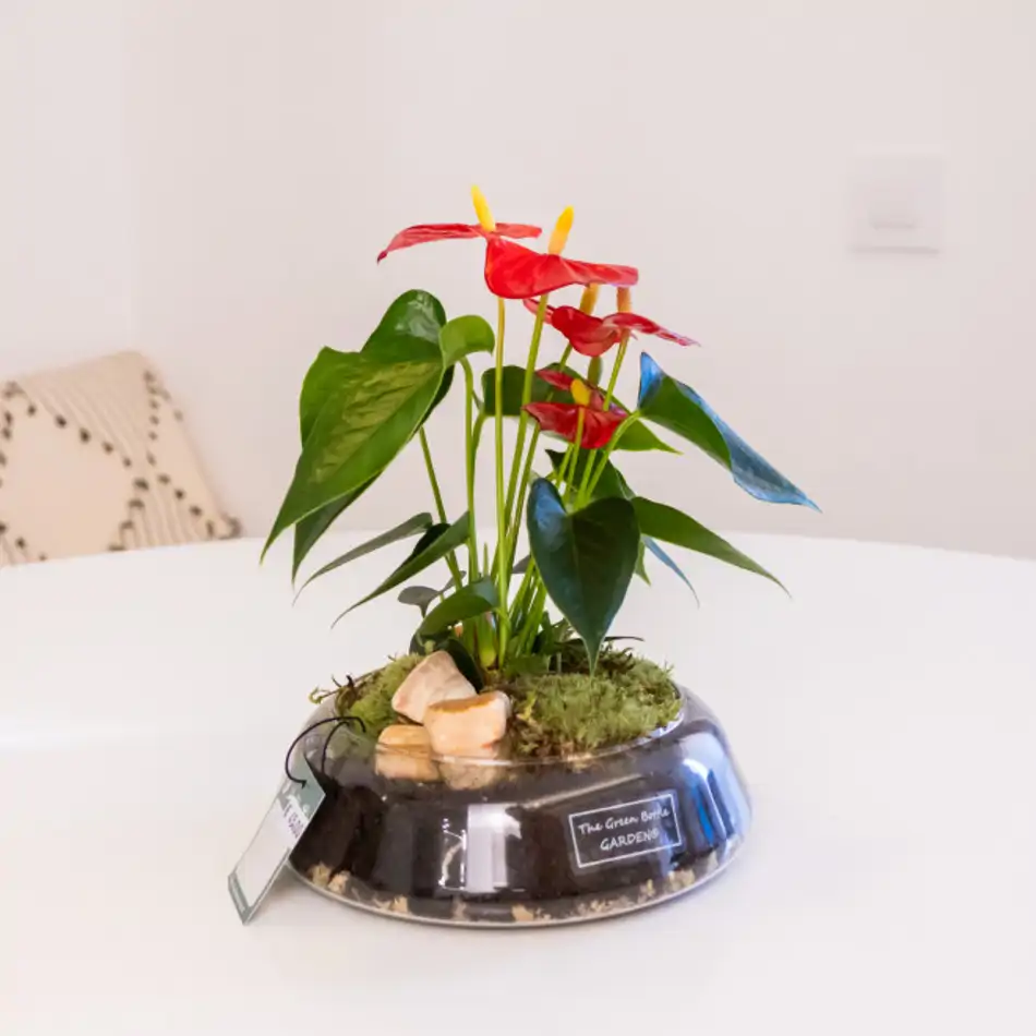 Anthurium en base de cristal