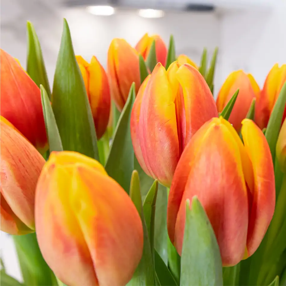 Base de latón con tulipanes y verdes decorativos