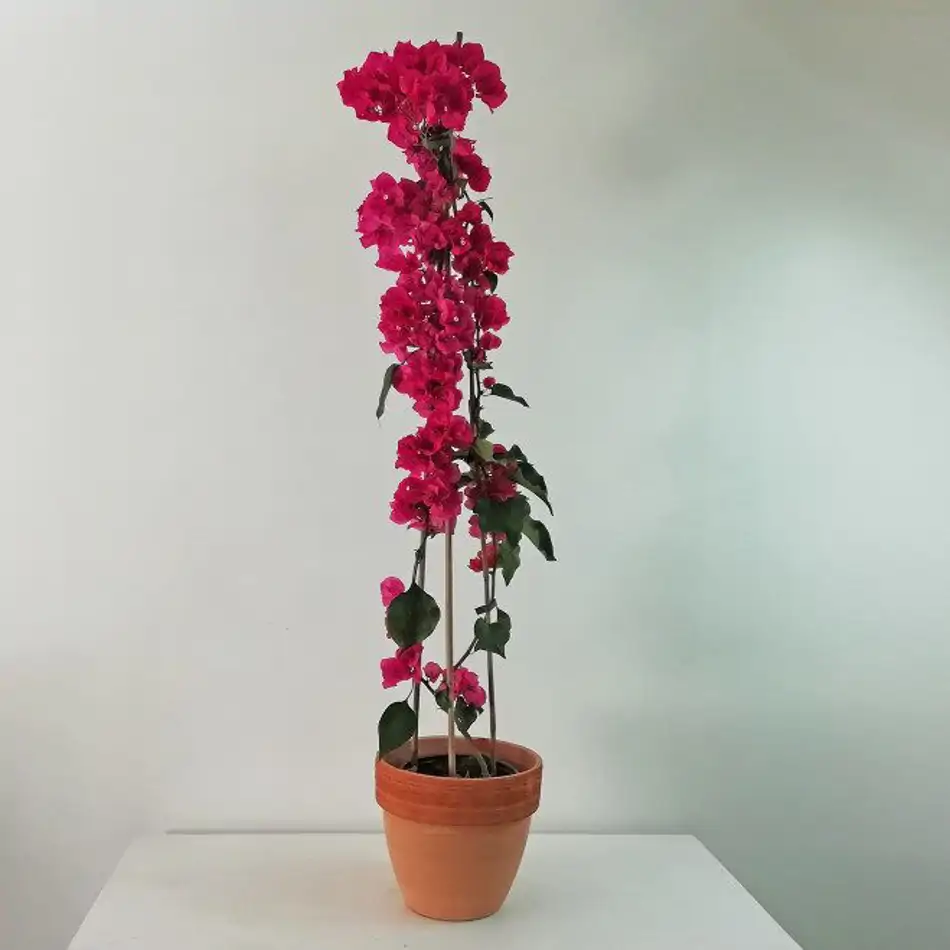 Bouganvillia Simple