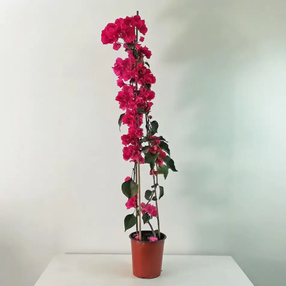 Bouganvillia Simple