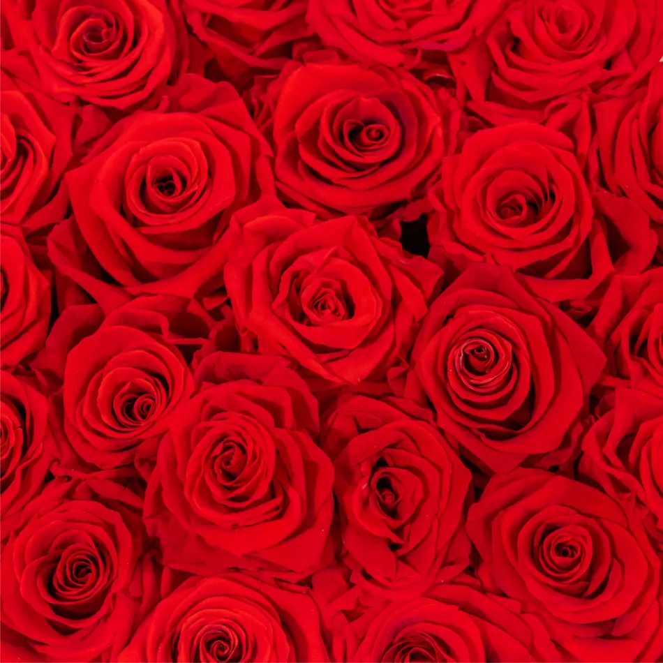 Caja de 25 rosas preservadas