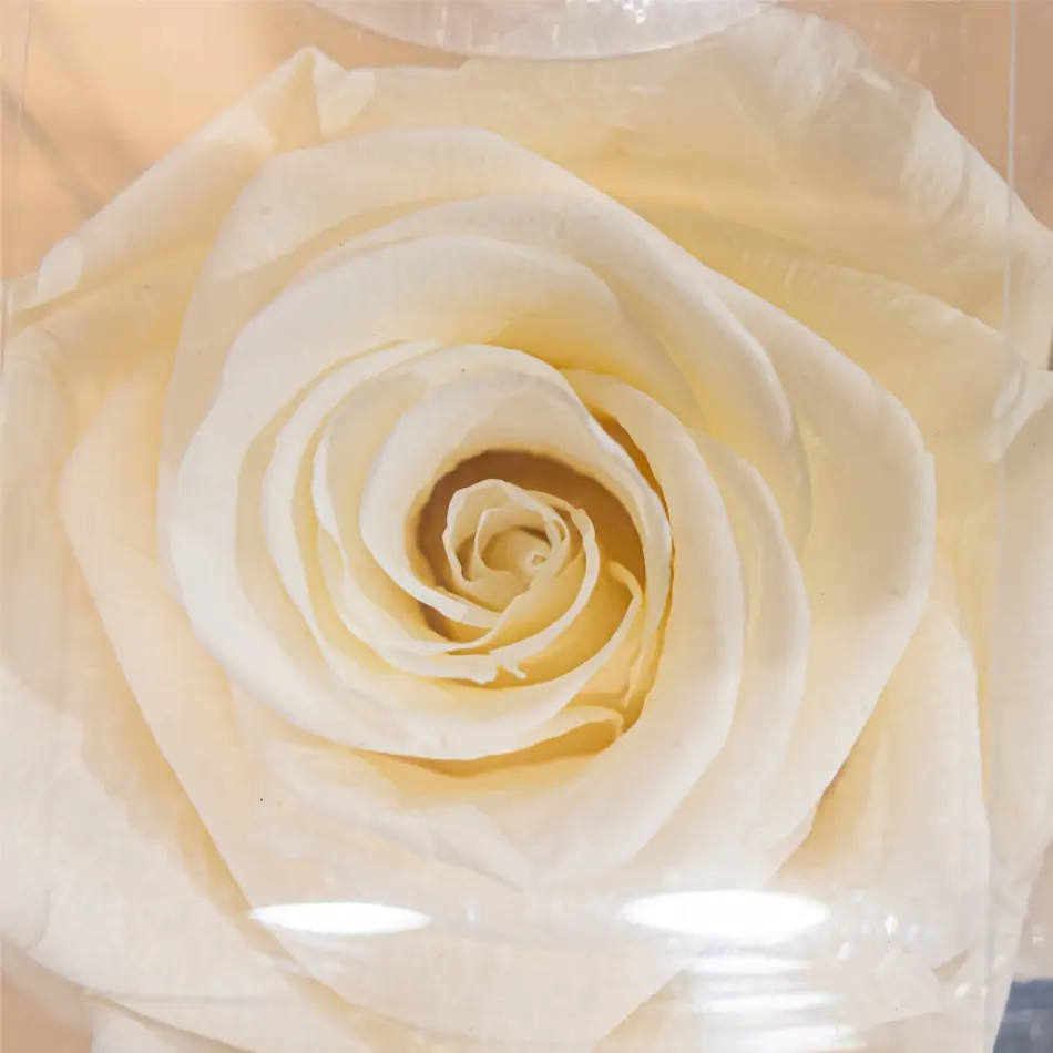  ROSA PRESERVADAS